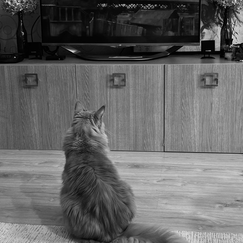 Photo #14032700