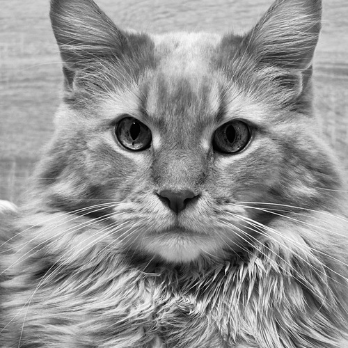 Photo #14032702