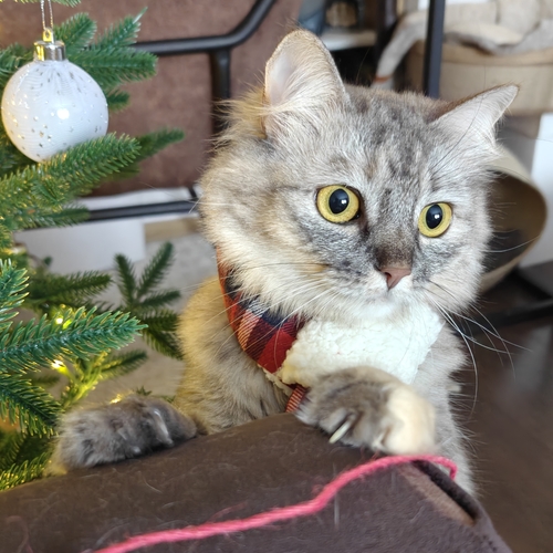 Photo #14032715