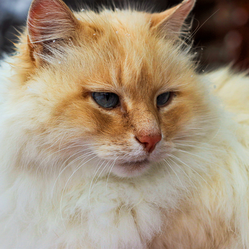 Photo #14032729