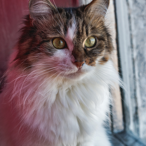 Photo #14032764
