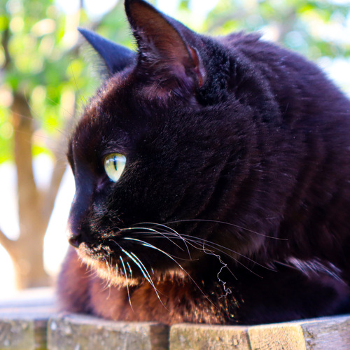 Photo #14032775
