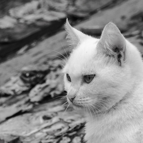 Photo #14032793