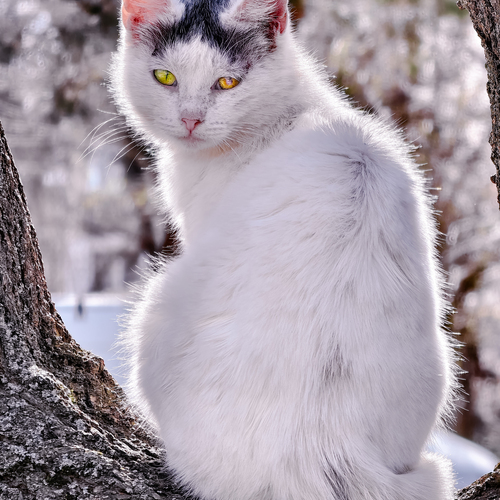 Максим Симанчук