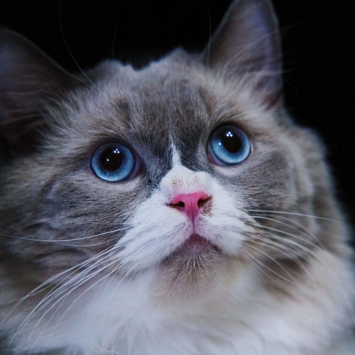 Photo #14032903