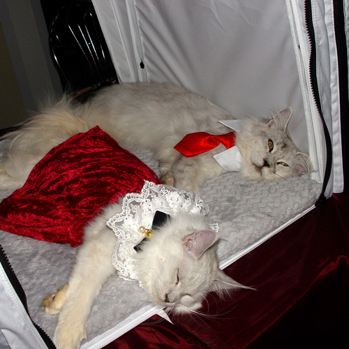 Photo #14033012