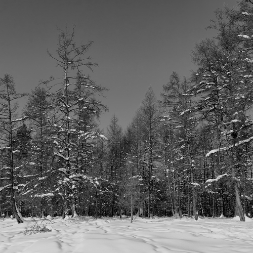 Зимний лес.