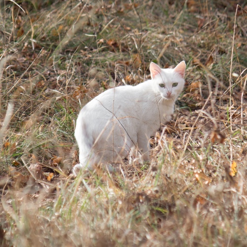 Photo #14033125