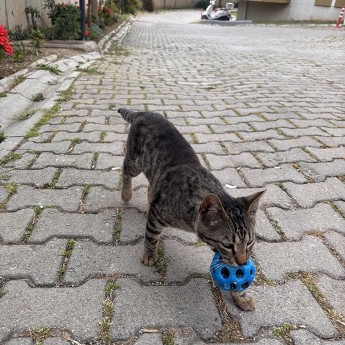 Photo #14033141
