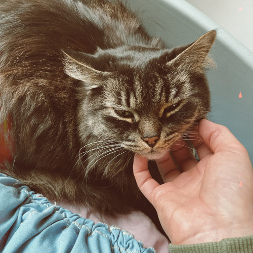 Photo #14033186