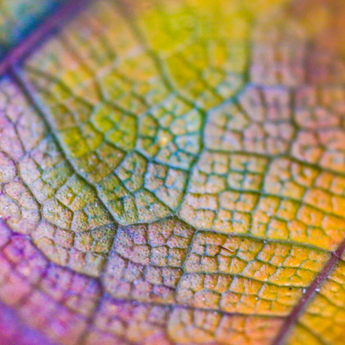 Close up on a variegated Ruber plant leaf.