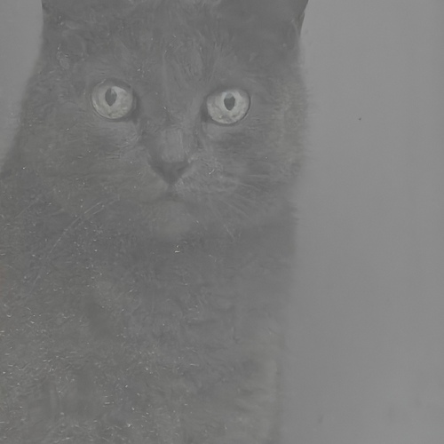 Photo #14033220
