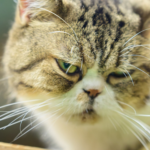 Photo #14033258