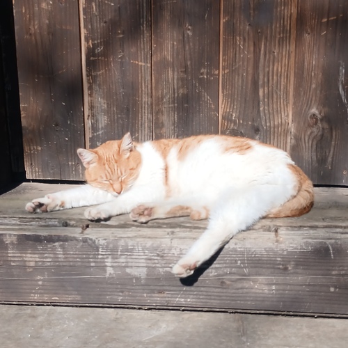 Photo #14033269