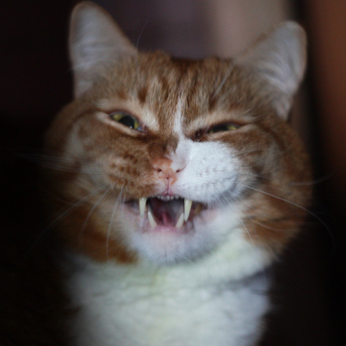 Photo #14033311
