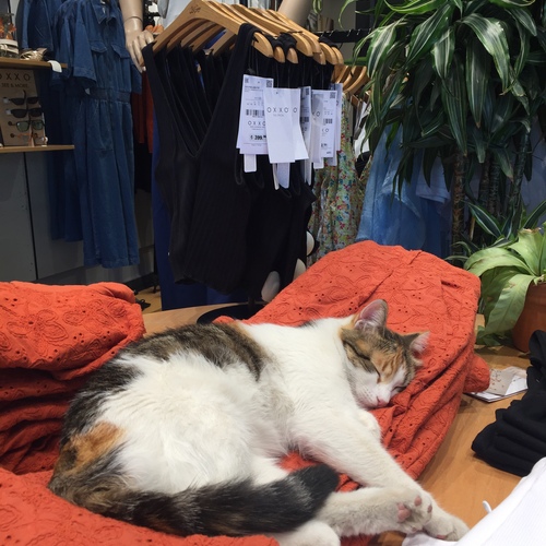Photo #14033313