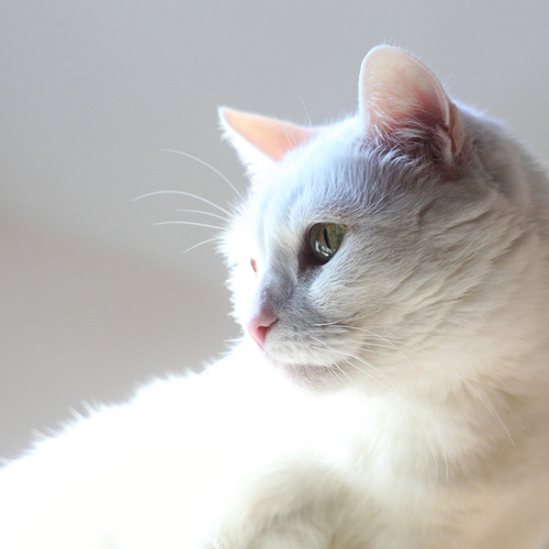 Photo #14033314