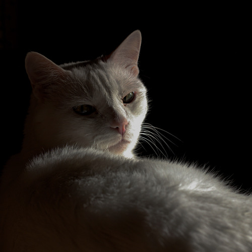 Photo #14033319