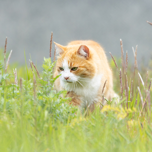 Photo #14033324