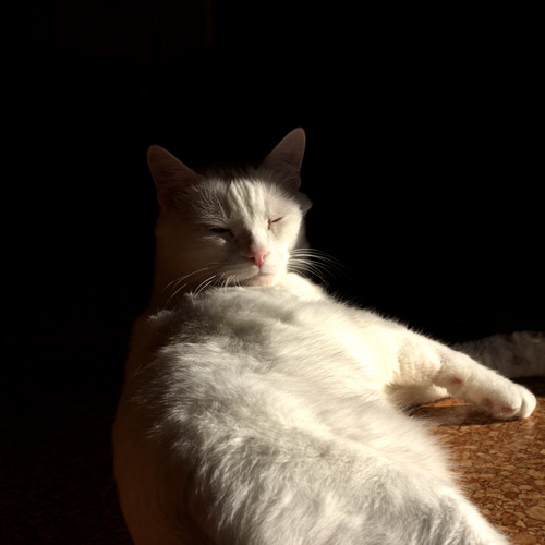 Photo #14033328