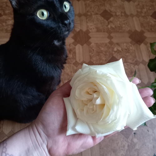 Photo #14033423