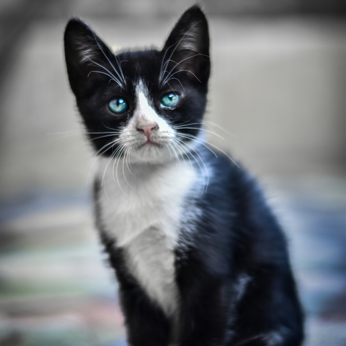 Photo #14033496