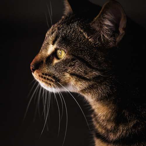 Photo #14033563