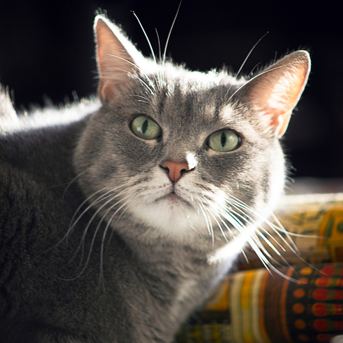 Photo #14033616