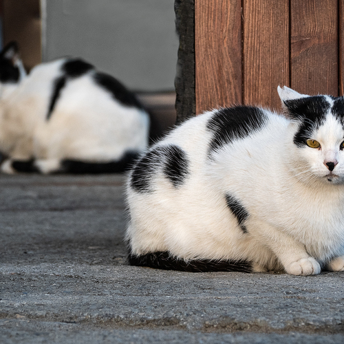 Photo #14033638
