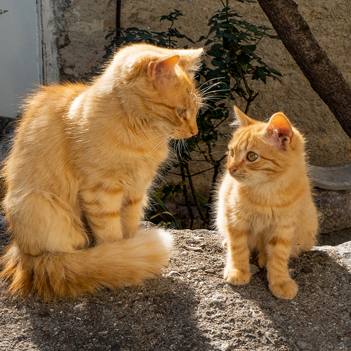 Photo #14033640