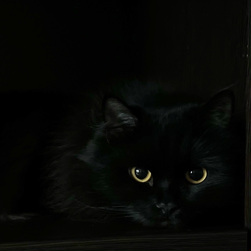 Photo #14033656