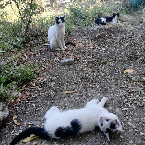 Photo #14034084