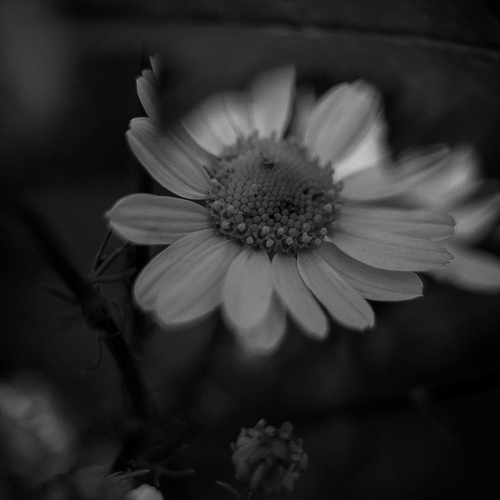 Photo #14034117