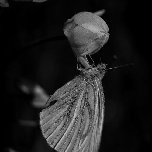 Photo #14034145