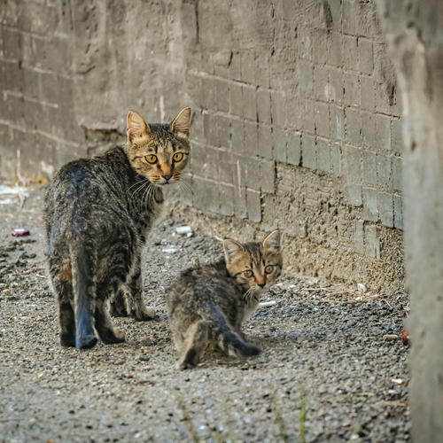 Photo #14034149