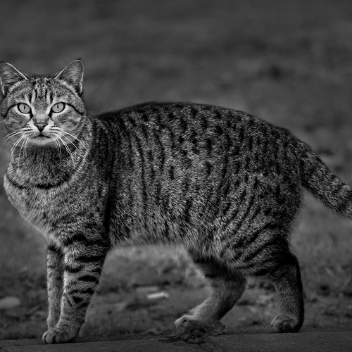 Photo #14034172