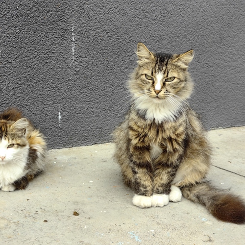 Photo #14034182
