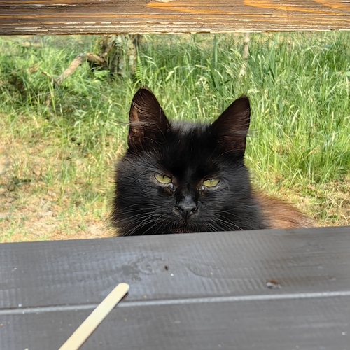 Photo #14034183