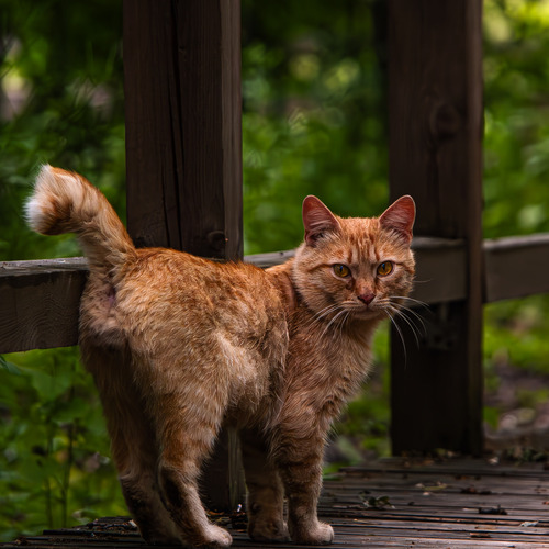 Photo #14034225