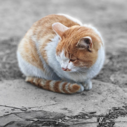 Photo #14034240