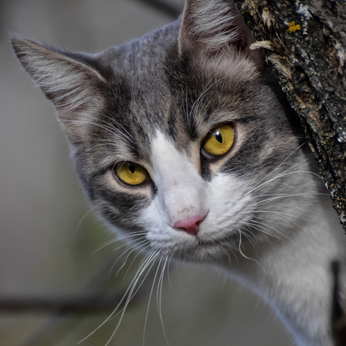 Кот на дереве