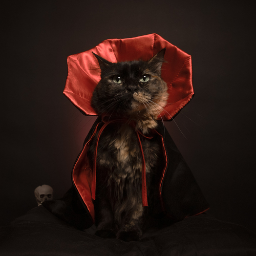 Photo #14034282