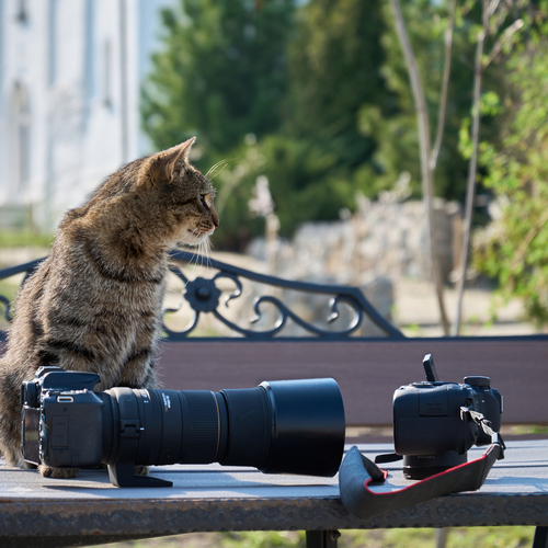 Photo #14034373