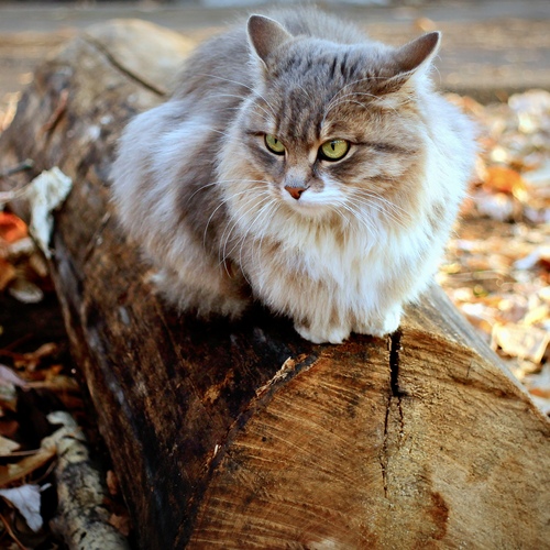 Photo #14034403
