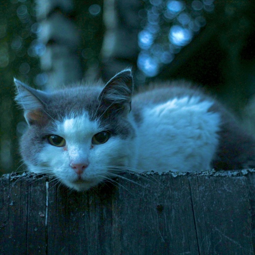Photo #14034436