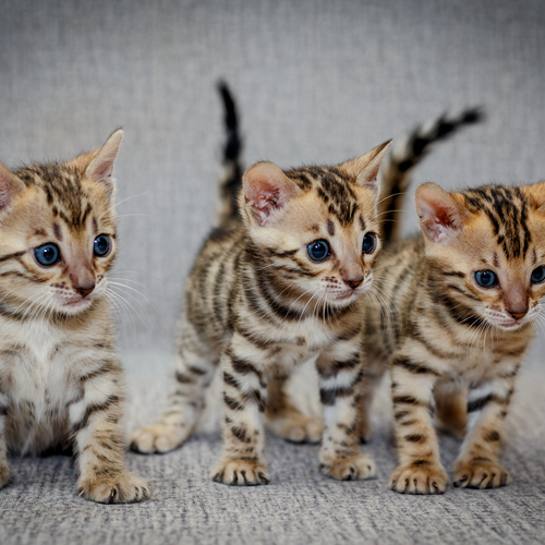 Photo #14034490