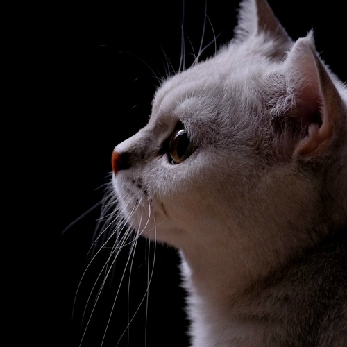 Photo #14034499