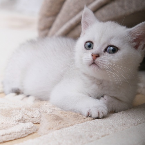 Photo #14034542