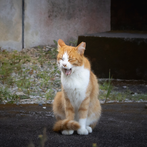 Photo #14034691