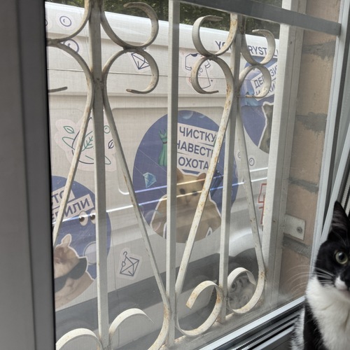 че-то про котов